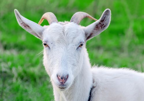 Portrait of a goat on a green meadow.