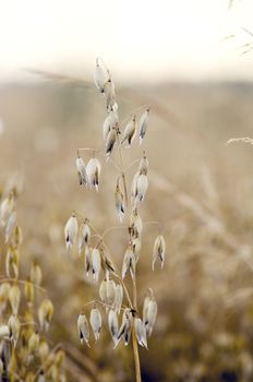 Oat field. Spikes oat closeup on a gold background. 