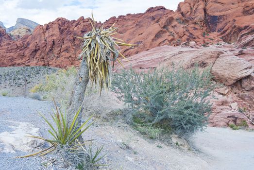  The Red Rock canyon near las vegas , Nevada.