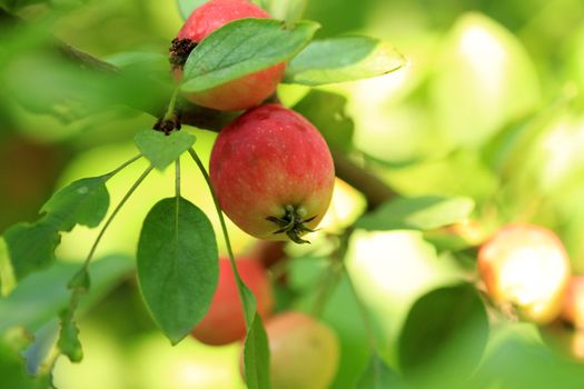 Crabapple on tree in summer sunlight in background