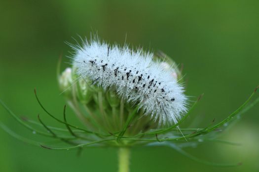 Hickory Tussock Moth caterpillar early morning with dew