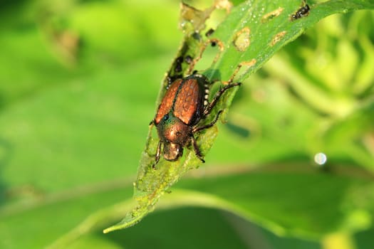 Japanese Beetle with dew in early morning sun