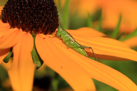 Straight-lanced Meadow Katydid on Black Eyed Susan flower