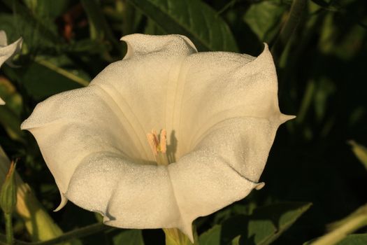 Trumpet flower covered in dew early morning sun