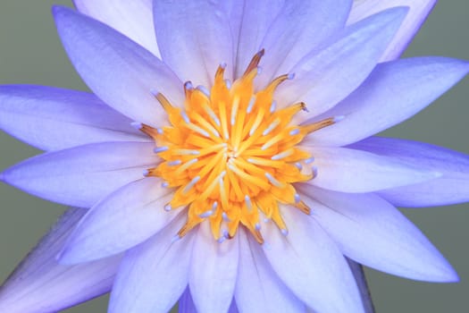 Close-up of Water-lily