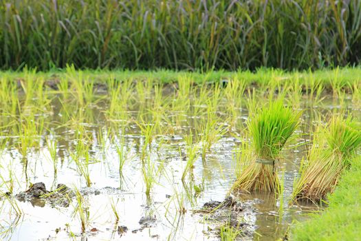 Seedlings Rice