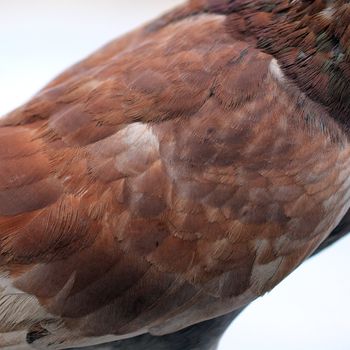 Feather of pigeon as background or texture