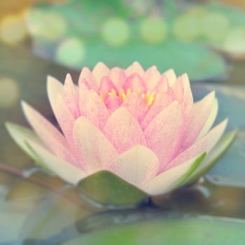 Close up pink water lily plant on water surface with blur background in soft focus vintage style.