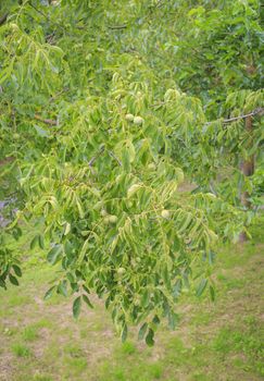 Picture of a walnut tree with green fruits in daylight