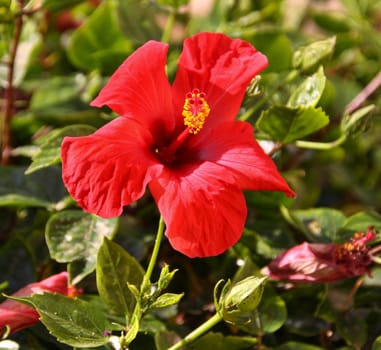 Red Hibiscus flower in the garden