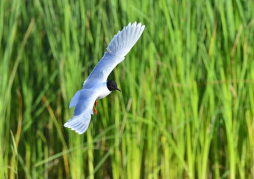 A Black headed Gull on flying.(Larus ridibundus)