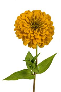 Yellow flower of zinnia (Lat. Zinnia), isolated on a white background