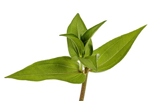 Green leafs of flower, isolated on a white background