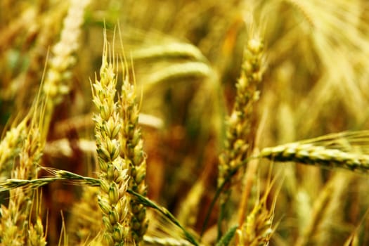 Golden ears on the summer field before harvest