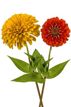Flowers of zinnia (Lat. Zinnia), isolated on a white background