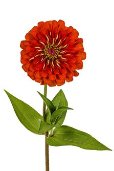 Red flower of zinnia (Lat. Zinnia), isolated on a white background
