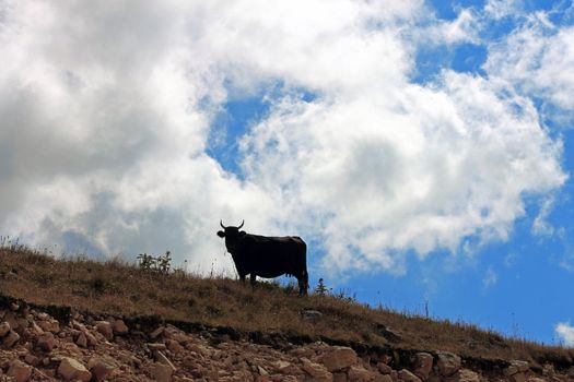 Lonely Cow On The Caucasus Mountain Grassland