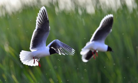 Black-headed Gull (Larus ridibundus) in flight on the green grass background. Backlight