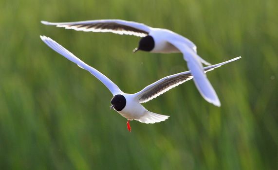 Black-headed Gull (Larus ridibundus) in flight on the green grass background. Front