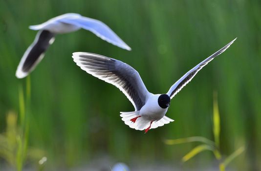 Black-headed Gull (Larus ridibundus) in flight on the green grass background. Front