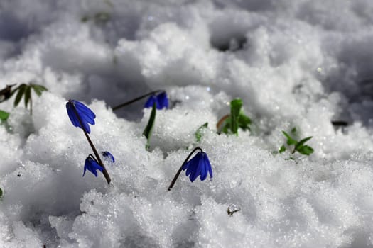 First Spring Flowers growing in the forest