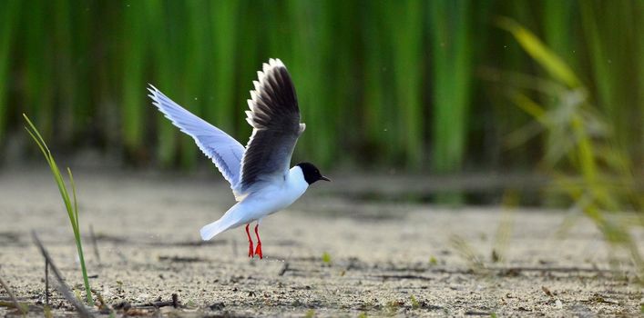 Black-headed Gull (Larus ridibundus) in flight on the green grass background. Backlight