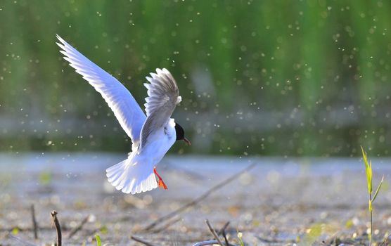 Black-headed Gull (Larus ridibundus) in flight on the green grass background.