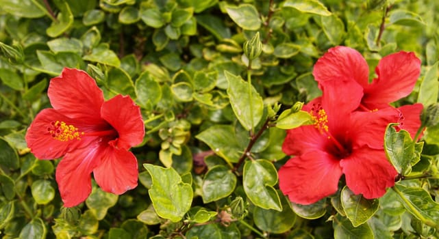 Red Hibiscus flowers and green leaves 