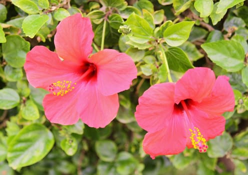Red Hibiscus flowers and green leaves 