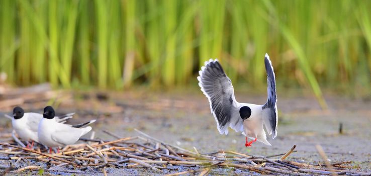 Black-headed Gull (Larus ridibundus) in flight on the green grass background. A flying seagull, looks a bit like an angel. 