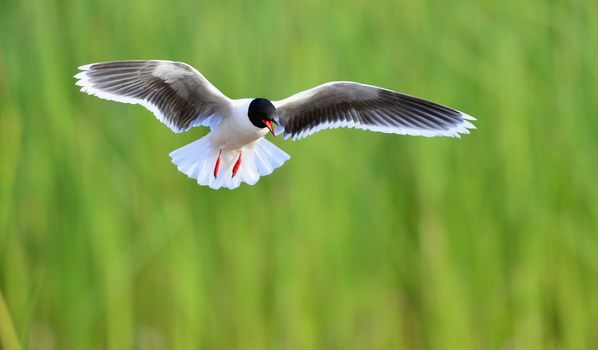 Black-headed Gull (Larus ridibundus) in flight on the green grass background. Front