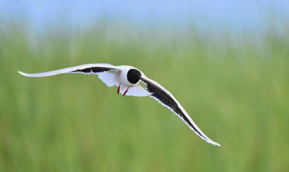 Black-headed Gull (Larus ridibundus) in flight on the green grass background. Front