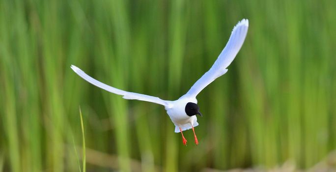 Black-headed Gull (Larus ridibundus)  landed, having stretched wings. 