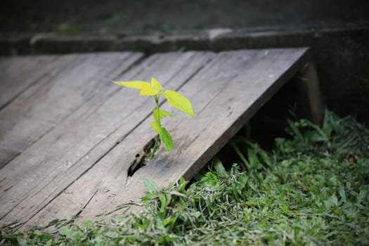 In my home garden.It's the plant that growing in the chasm of bridge.