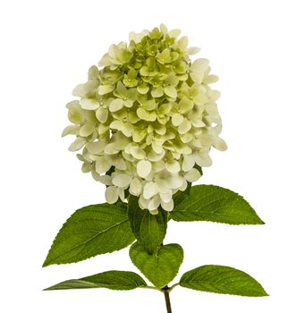 Flowers of hydrangeas paniculata, lat.Hydrangea paniculata, isolated on white background