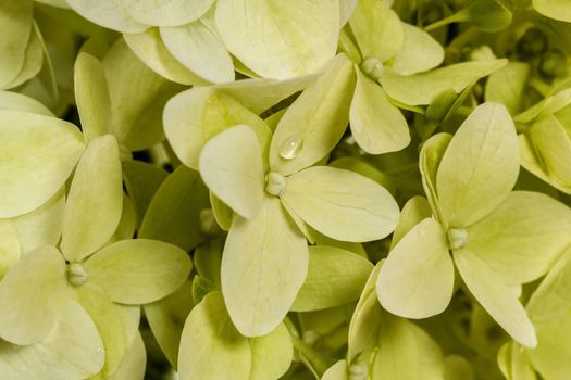 Background of flowers hydrangeas paniculata, lat.Hydrangea paniculata