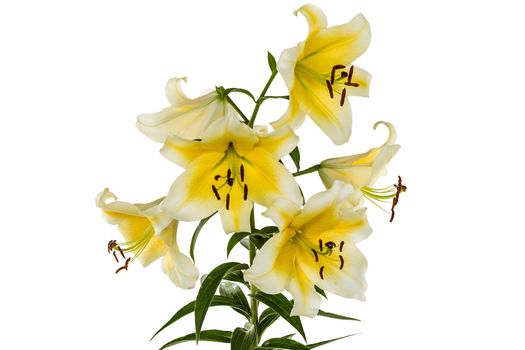 Flowers lily, lat. Lilium Oriental Hybrids, isolated on white background