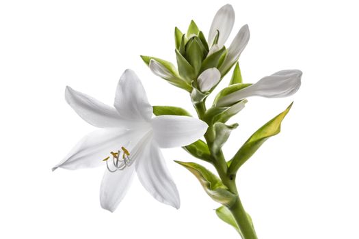 Flowers Hosts, lat. Hosta, isolated on white background

