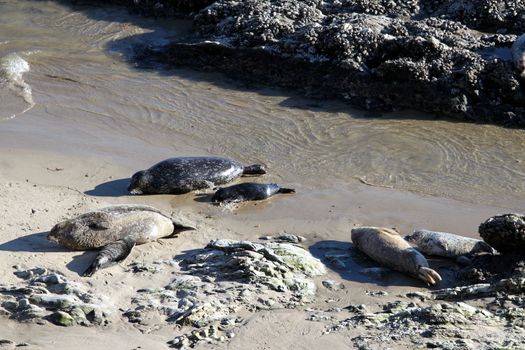 Baby seals with their mothers at the beach.