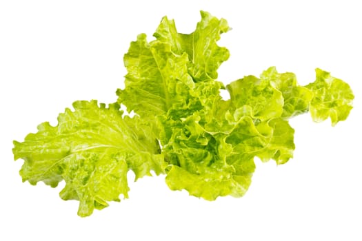 Fresh juicy lettuce leaves on a white background