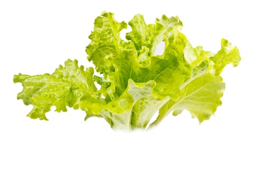 Fresh juicy lettuce leaves on a white background
