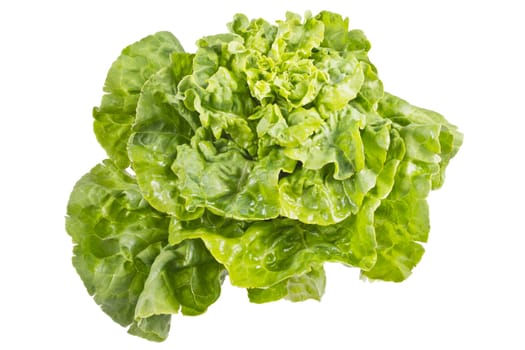 Fresh juicy lettuce leaves on a white background