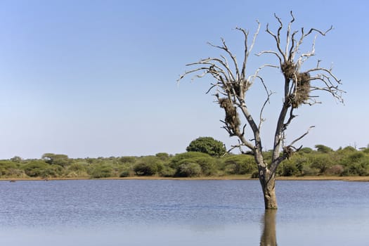 Nests in a tree in Kruger National Park, South Africa