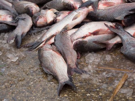 Carp fish and ice on a concrete floor at a seafood market in Yangon, Myanmar. Shallow depth of field.