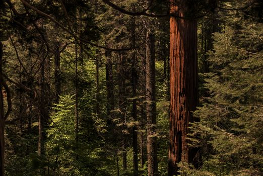 Giant Redwood 0347 - A redwood tree in a lush pine forest.