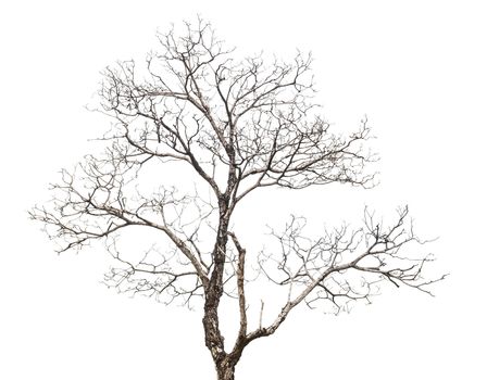 Dead tree isolated on white background