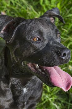 Portrait of a black dog with his tongue out