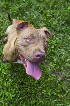 Young female pitbull sitting in the grass