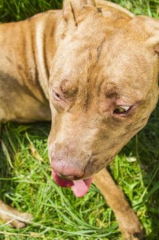 close-up of a pitbull head