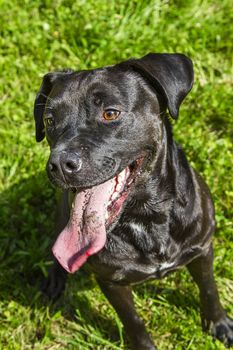 Black dog with his tongue out and a smile, sitting in the grass